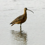 Long-billed Curlew