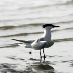 Sandwich Tern