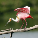 Roseate Spoonbill