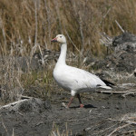 Snow Goose