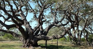 "The Big Tree" - a 1,000-year-old live oak at Goose Island State Park