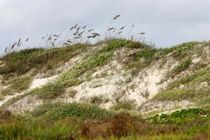 Grassy dunes