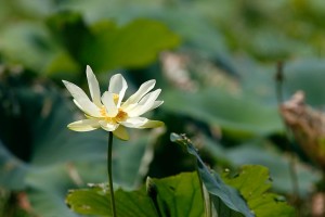 American Lotus blooming on Caddo Lake