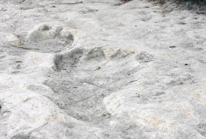 Footprints of the sauropod  Paluxysaurus jonesi in the river bed
