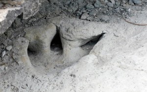 Footprint of the theropod Acrocanthosaurus in the river's limestone bed