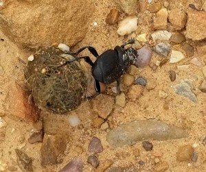 Dung beetle with a ball of horse manure at Lake Mineral Wells State Park