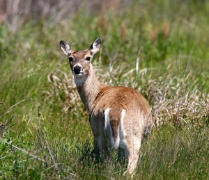 White-tailed deer grazing near the auto trail
