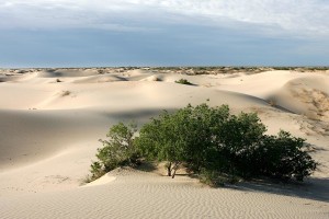 An oasis among the dunes
