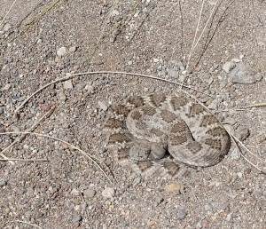 Diamondback Rattlesnake on the trail path