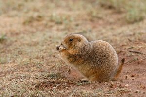Black-tailed prairie dog lunching on a grass root