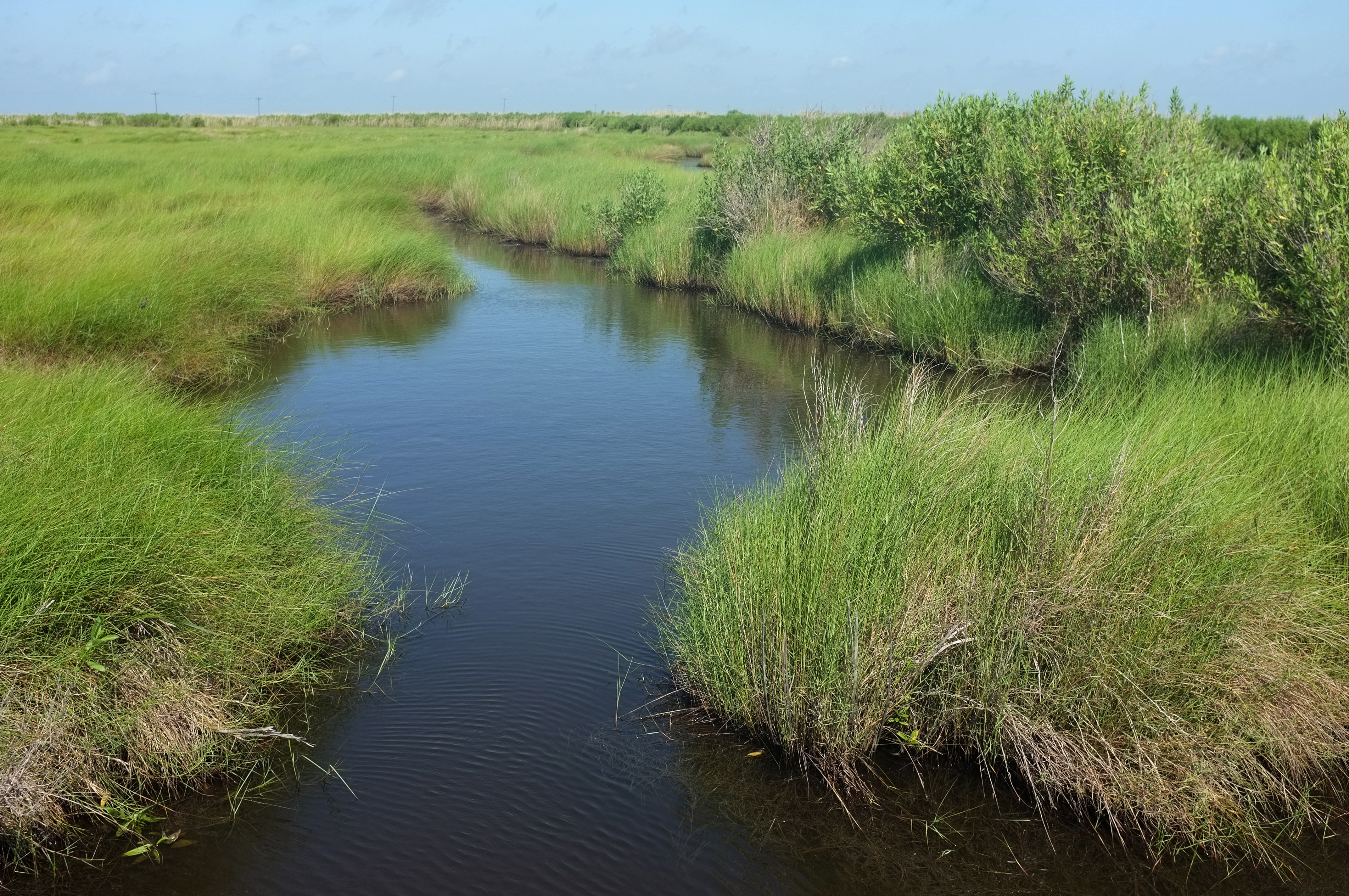 McFaddin National Wildlife Refuge – DearTexas,